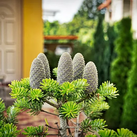 Apartment Bodo Park Heviz